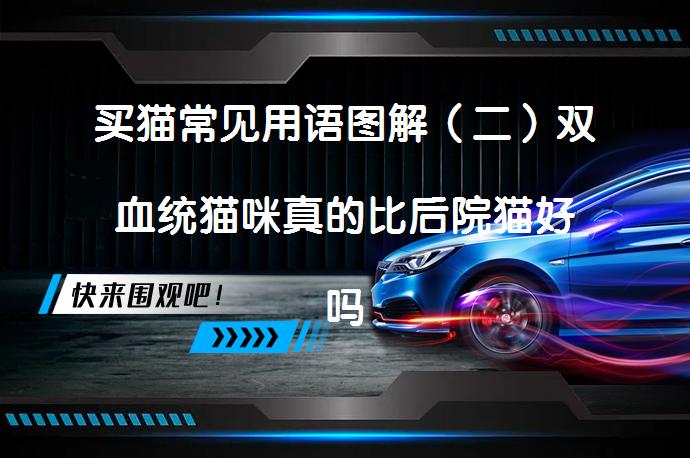 买猫常见用语图解（二）双血统猫咪真的比后院猫好吗？_58汽车